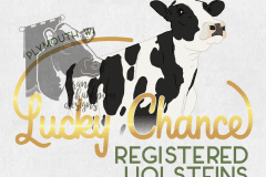 Lucky-Chance-Holsteins