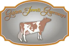 golden-jewell-guernseys