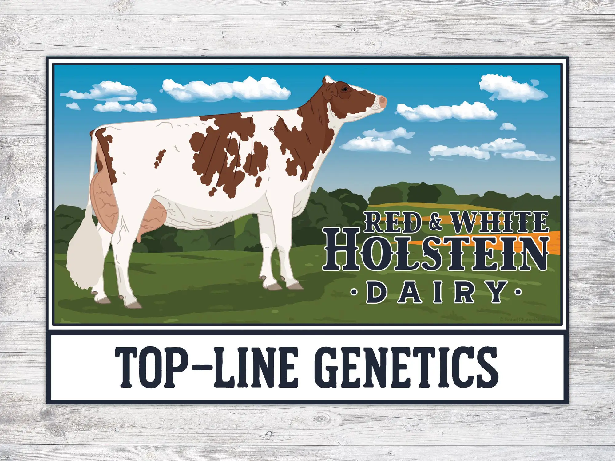 grand champion designs_blue ribbon red and white holstein